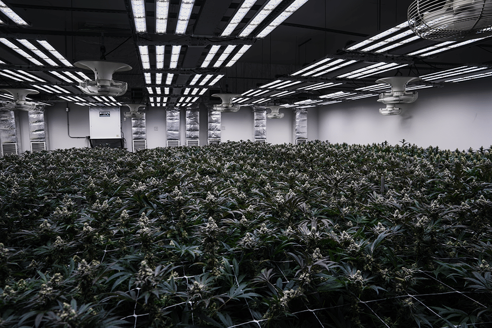7 Misconceptions About LED Grow Lights