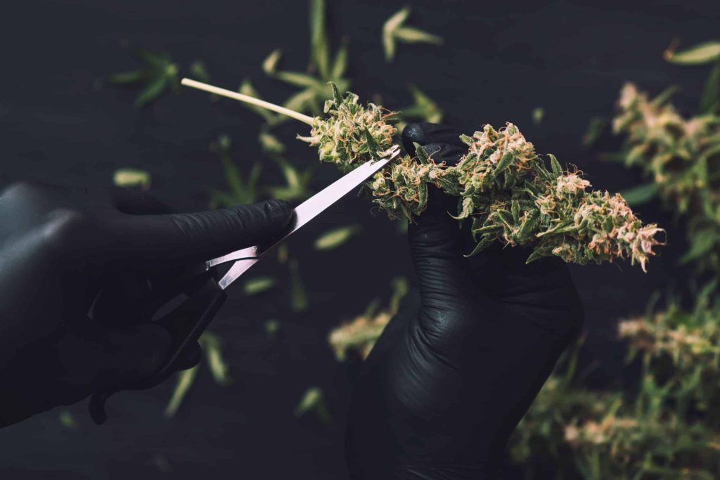 Post Harvest Care What To Consider By Fohse