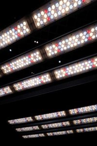 LED vs HPS LED vs HPS