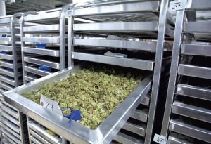 Post-Harvest: Drying Methods