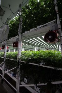 Fohse F1V Series in Mama Js - The Best LED Grow Lights for Multi Tier Rack Systems and Vertical Farming