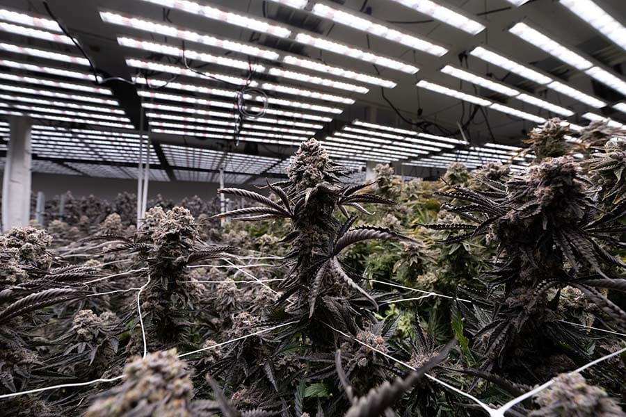 FOHSE LED: The best LED Light for Cannabis