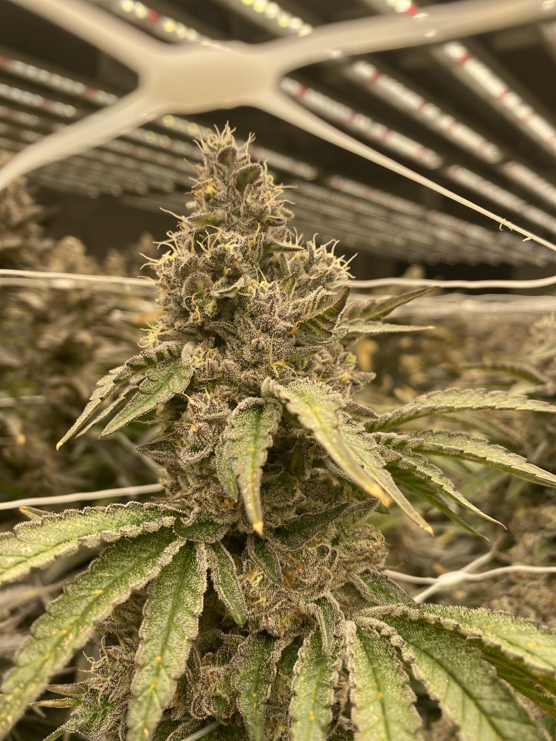 higher light levels Grease Monkey: GG#4 x Cookies & Cream | higher light levels