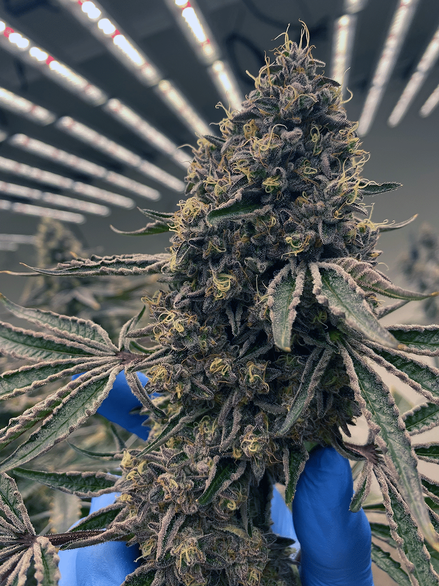 Cannabis Tips in Suffering Market