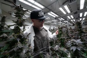 The FOHSE Aries 640W Fixture is apart of the flagship series, featured in 3Bros Showroom Grow Room in California 