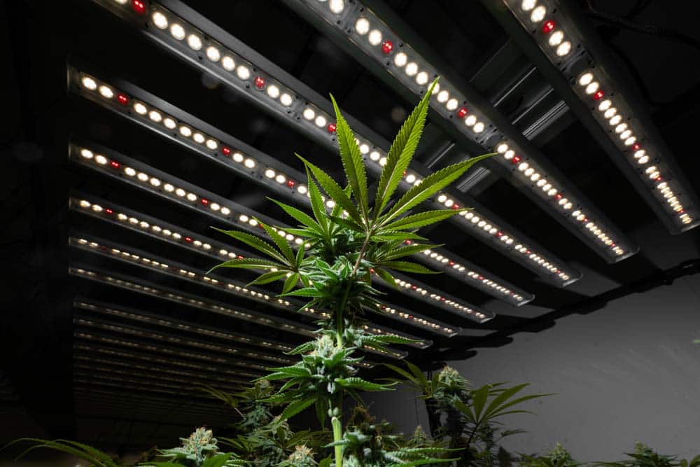 The best grow light for cannabis the F1V
