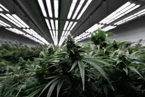 The FOHSE A3i 1500W Fixture the best LED Light for Cannabis