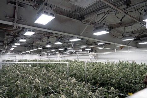 FOHSE O6i Cultivation Grow Facility
