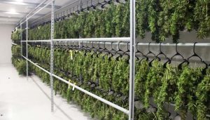 Cannabis Hang Drying