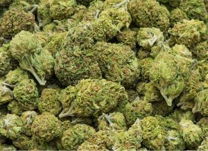 FOHSE Fixtures Produce Beautiful Buds That Are Rich in Terpenes 
