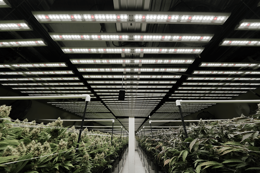 Remedy Cultivation Fohse LEDs