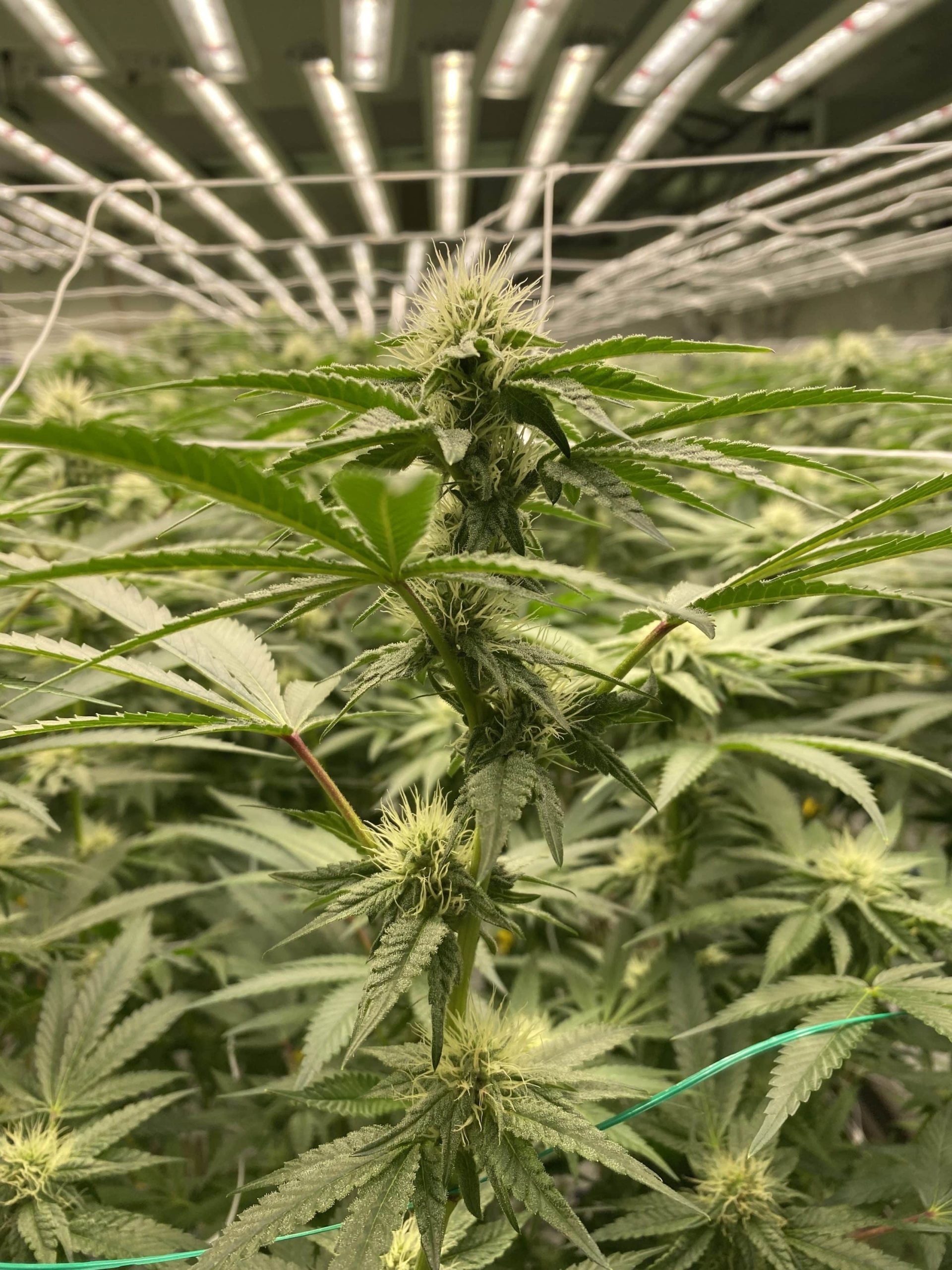 higher light levels Cannabis under FOHSE LED grow lights | higher light levels
