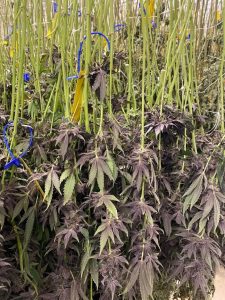 Post-Harvest: Drying Methods