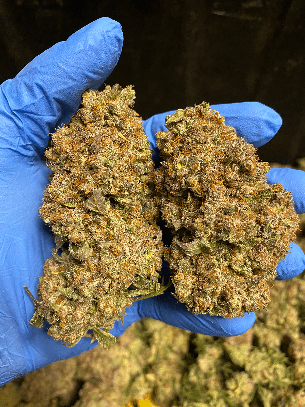 Cannabis market - tips on how to maximize profit