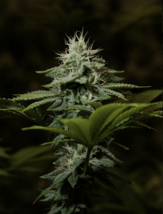 Efficiency LED Cannabis LED Grow Lights | Efficiency LED