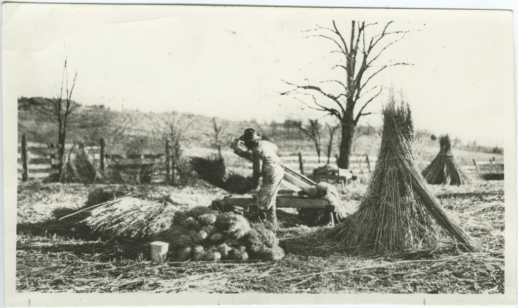 hemp-stalk-stacks-in-1940