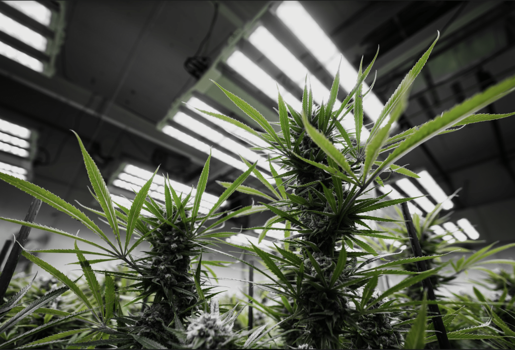 Cannabis LED Grow Lights