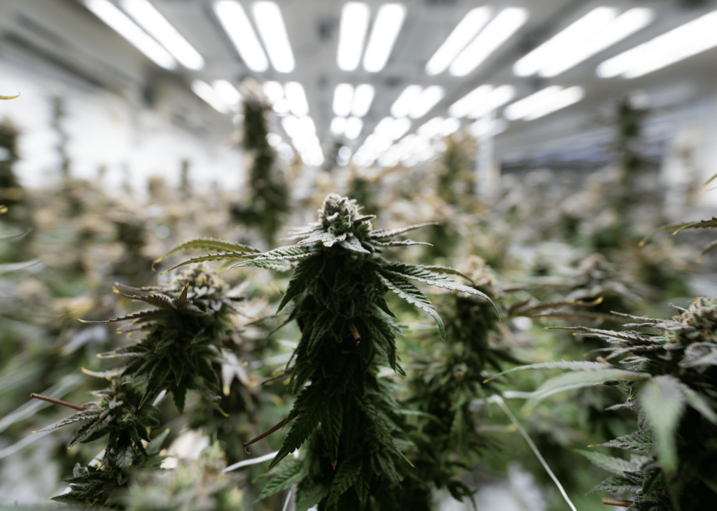 Efficiency LED Cannabis Grow Lights | Efficiency LED