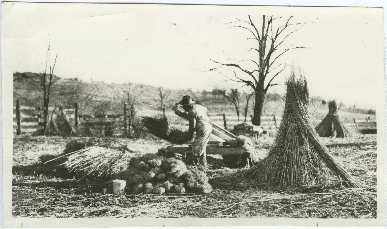 Hemp Stalk image from John Winston Coleman Jr. via the University of Kentucky.