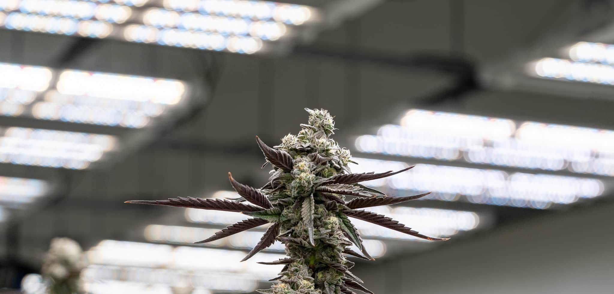 fohse led lights bud shot